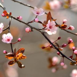 sakura-flower-wallpaper-002