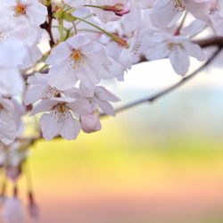 sakura-flower-wallpaper-009