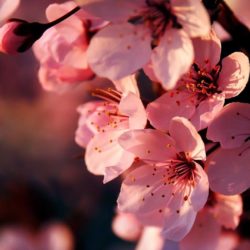 sakura-flower-wallpaper-020